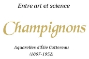 Entre art et science, champignons, aquarelles d´Élie Cottereau